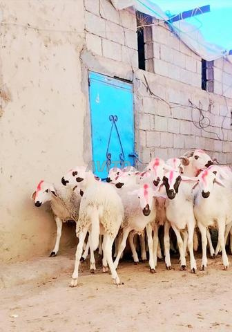 Année de naissance 30, bonne chèvre de montagne à vendre