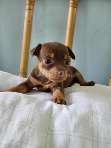 Pinscher nain pure race (chien de poche)