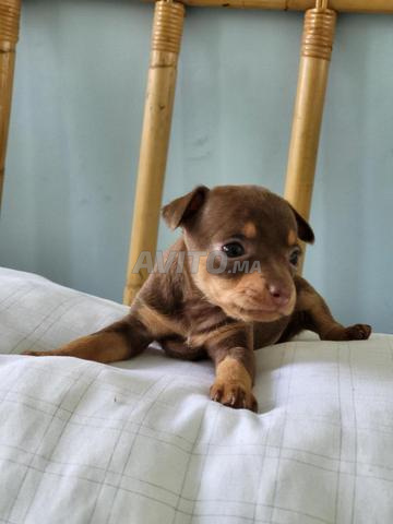Chihuahua pure race chocolat - 2