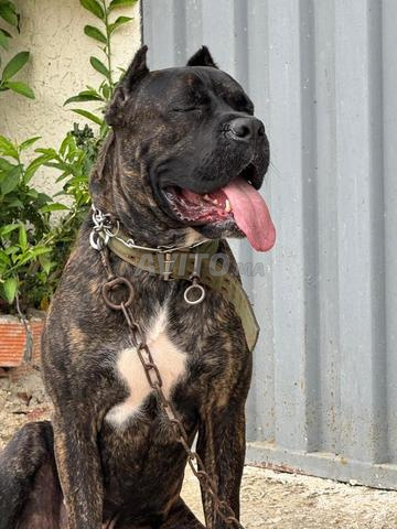 للبيع.      ……