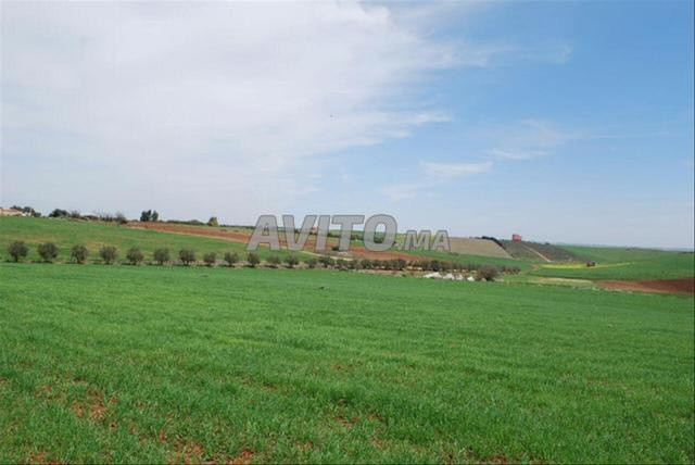 Vente de terrains & fermes titrés — Sidi Rahal - 2