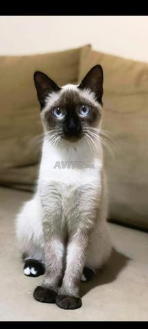 قط سيامي رائع - 2