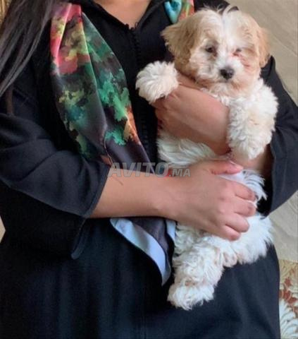 أنثى كلب بودل مطعمة