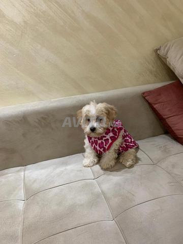 أنثى كلب بودل مطعمة - 2