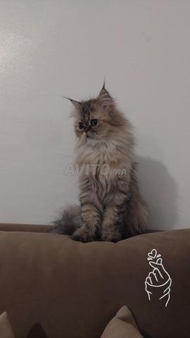 قطط فارسية - 2