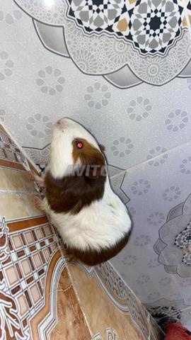 زوج هامستر للبيع - 2