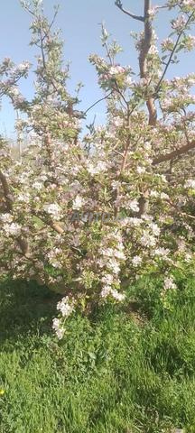 مزرعة محفظة ملكية بأغبالو نسردان - 2