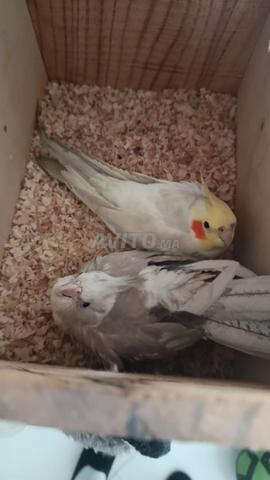 فراخ كوكتيل