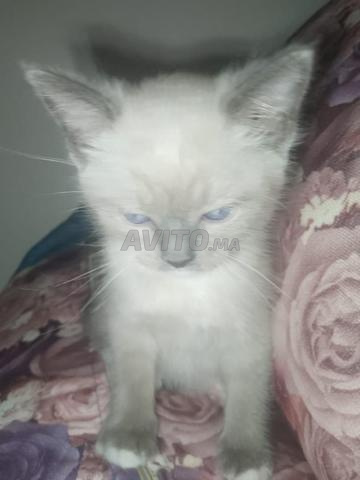 سيامي هيمالايا - 2