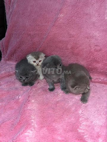 سكوتش بريتيش - 2