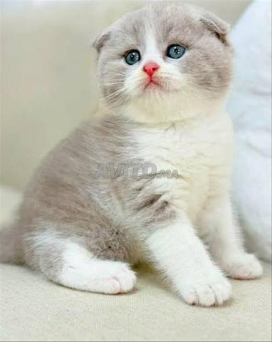 سكوتش بريتيش