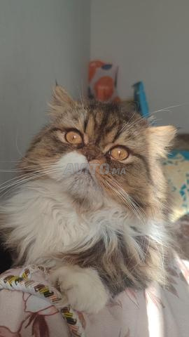 ذكر فارسي أصيل نقي السلالة - 2