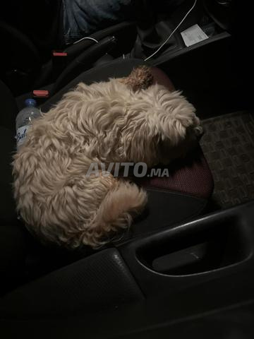 Chiot bichon de 6 mois - 2