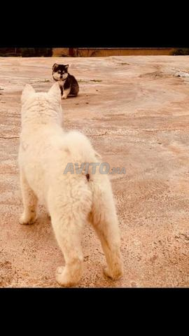 Chien Bichon Chow Chow - 2