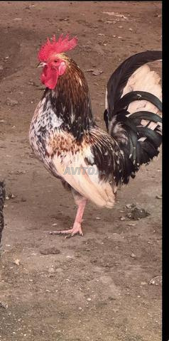 Coq Chabo (Nagasaki), Coq Chabo - 2