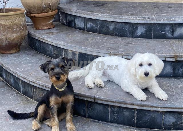 magnifique chiots - 2