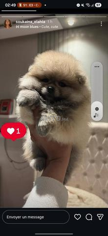 سبيتز أصلي - 2