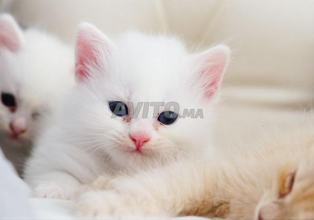 Chatte Angora Turc poil long - 2