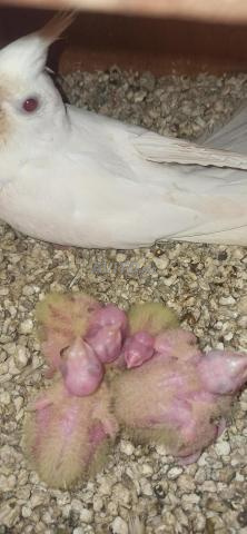 جرو كلاب لاتيني للتدريب - 2