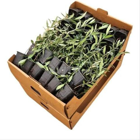 Plants d'oliviers Arbequina haute qualité