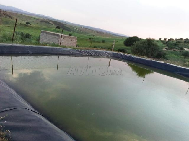 مزرعة زيتون - 2