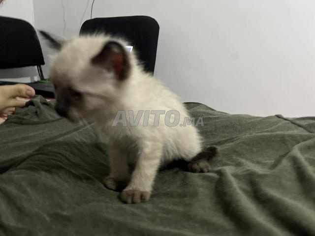 Chaton siamois (50 jours) - 2