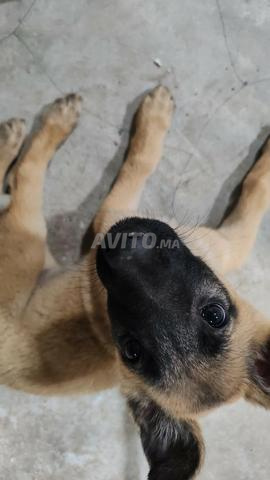 أنثى مالينوا كلاسيك عمرها شهرين مع كارني إجازة - 2