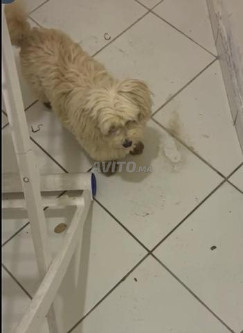 Chiots bichon maltais blanc pur de 6 mois - 2