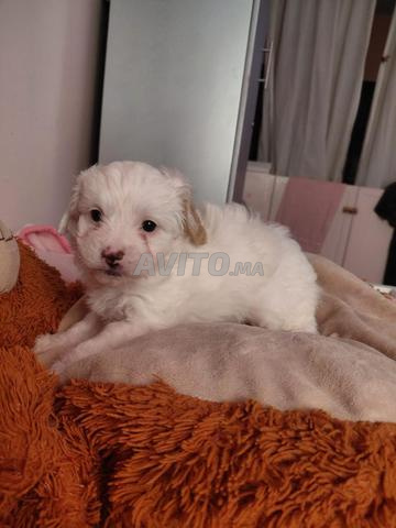 بيشون × كوكو ني شهر ذكر - 2