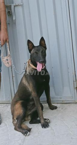 مالينوا شاربون - 2