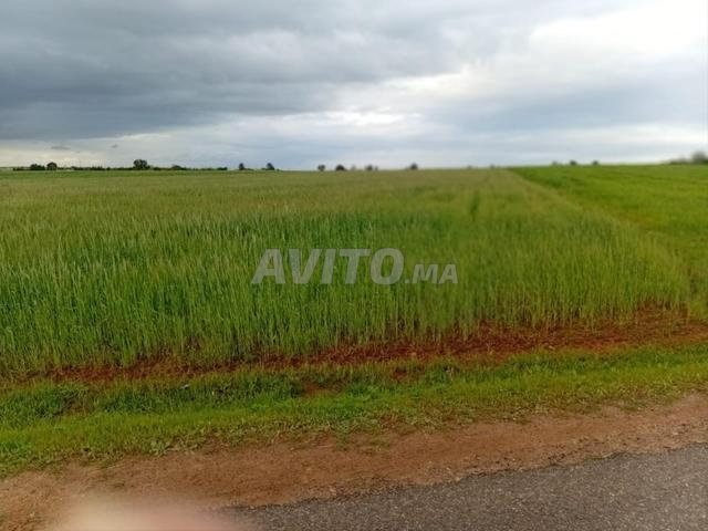 أرض مسجلة زراعية على الطريق المعبد - 2