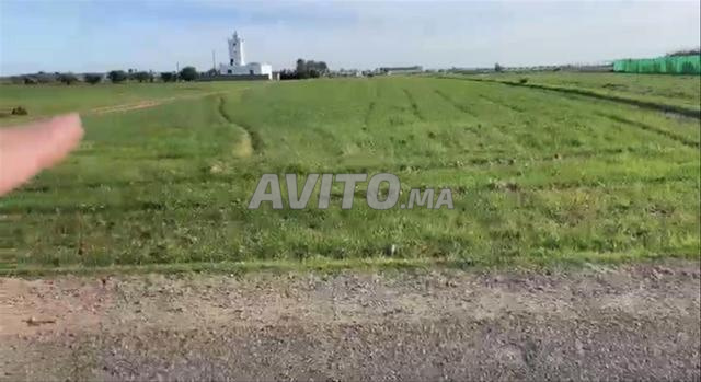 أراضٍ محفظة للسكن والاستثمار بسيدي رحال - 2