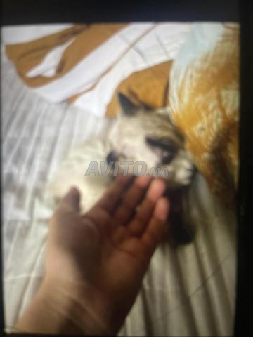 قط سيامي - 2