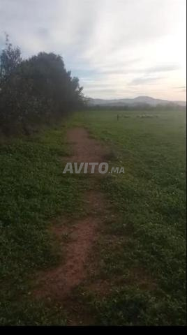 أرض زراعية للبيع في بوشكور، بركان - 2