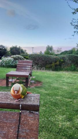 مولينو أناناس مدجن - 2