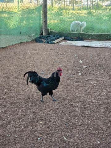 ديكة أسترالورب - 2