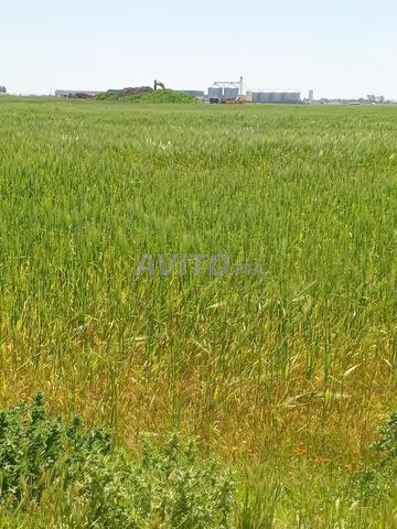 أرض مسجلة قريبة من برشيد