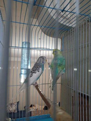 El Mahamid Maâtâ Allah