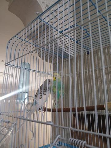 المحاميد معطى الله - 2