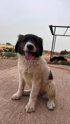 أنثى كلب الأيدي - كلب جبل الأطلس - 2