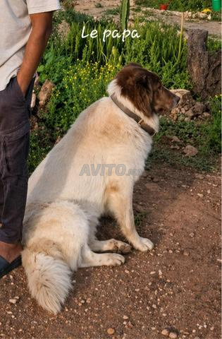 Femelle Aïdi - Chien de Montagne de l’Atlas