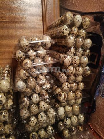 متوفر بيض السمان للأكل والبيض المخصب - 2