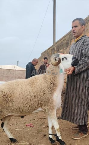 فحل صردي ملكي للبيع بسعر مناسب