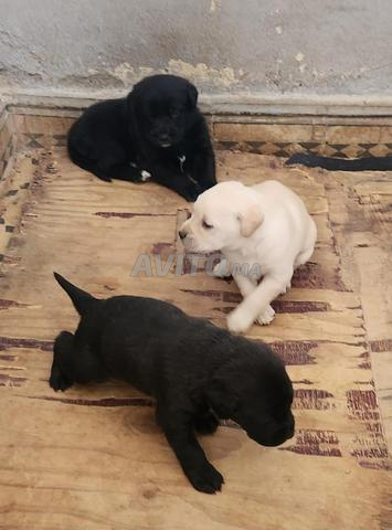 جراء لابرادور و الأم - 2