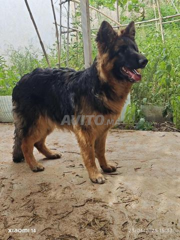 كلاب الراعي... والمالينوا - 2