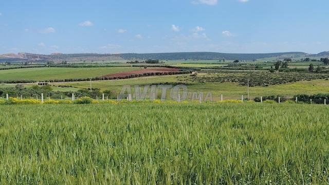 أراضي مسجلة مطلة على البحر – سيدي رحال - 2