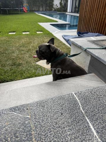 بولدوج فرنسي عمره 4 سنوات لم يتزاوج قط - 2