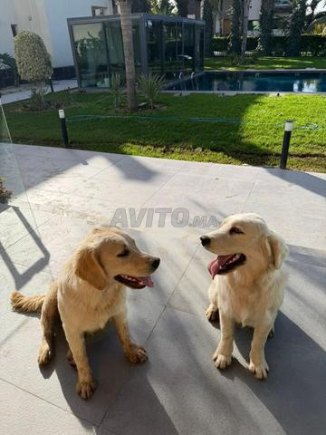 2 GOLDEN RETRIEVER très beaux avec niche fabriquée