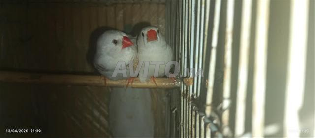 زوج زيبرا إيزابيل جاهز للتزاوج، السعر 100 درهم، آخر ثمن 100 درهم