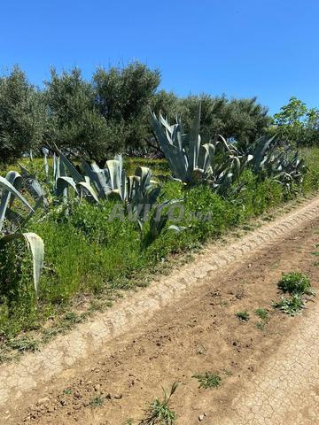 أرض فلاحية محفظة 3800 متر - 2